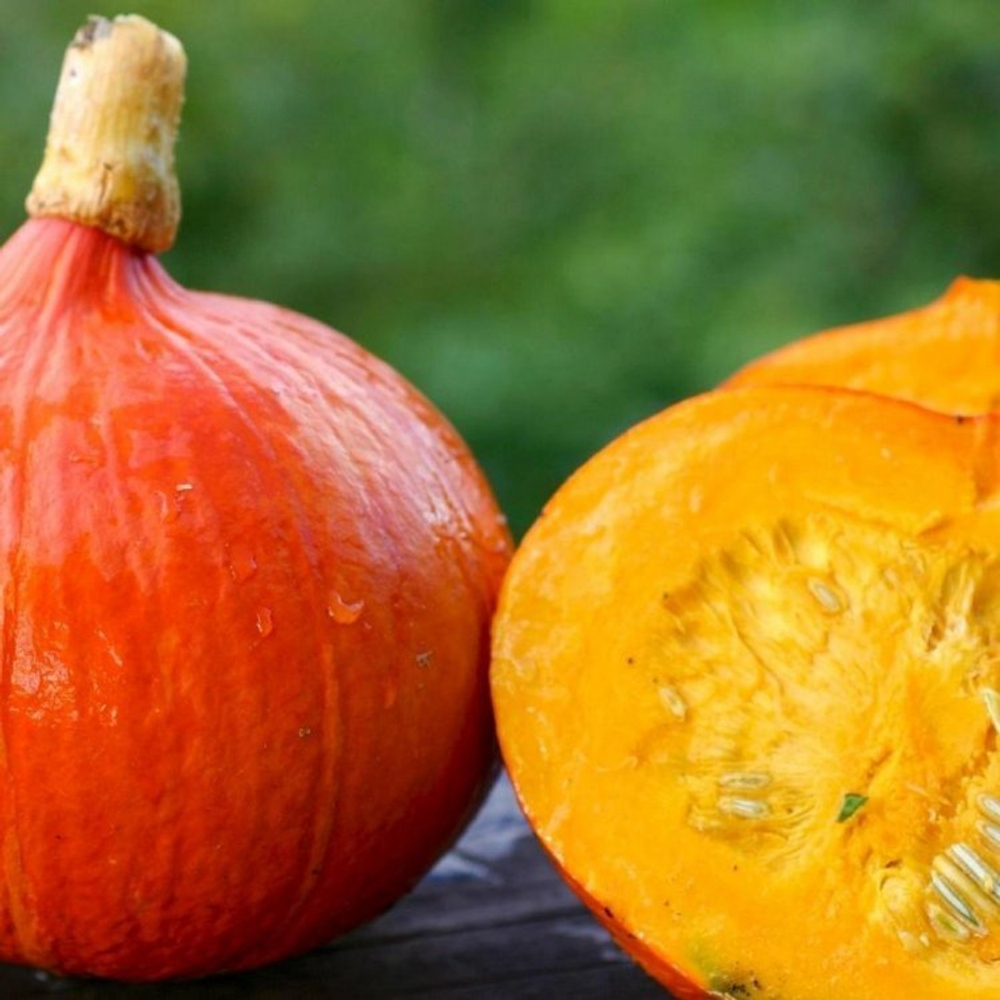 Тыква Оранж Сан F1 5шт Мировые Семена VITA GREEN