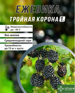 Ежевика саженец Тройная Корона