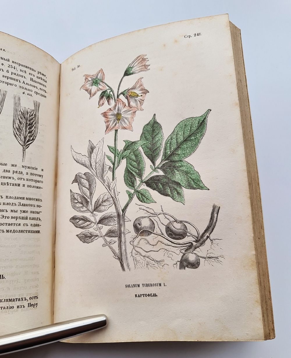 "Ботанические беседы". Б.Ауэрсвальд, Э.А.Россмесслер. 1860г.