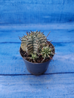 Euphorbia meloformis f. Variegated (Эуфорбия вариегатная)