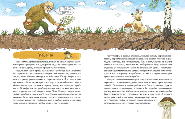 Грибное царство