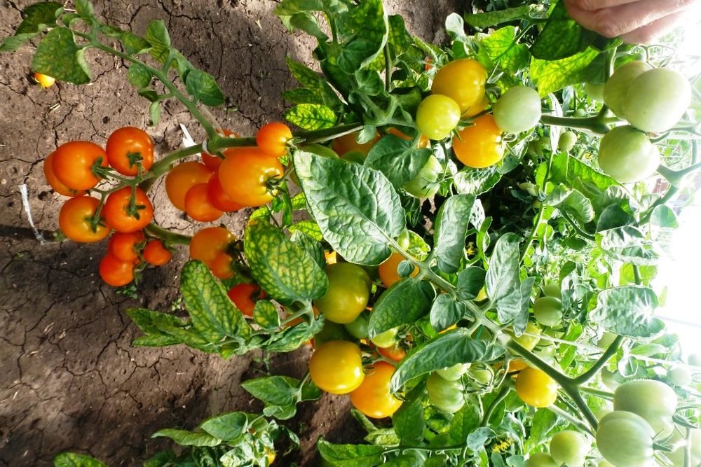 Помидоры — Ola Polka – Оля Полька