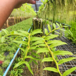 Орхидея DENDROBIUM ANOSMUM (P91)