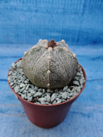 Astrophytum Asterias "Super Kabuto" (Астрофитум)
