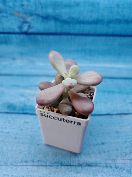 Pachyphytum Oviferum Pink (Пахифитум)