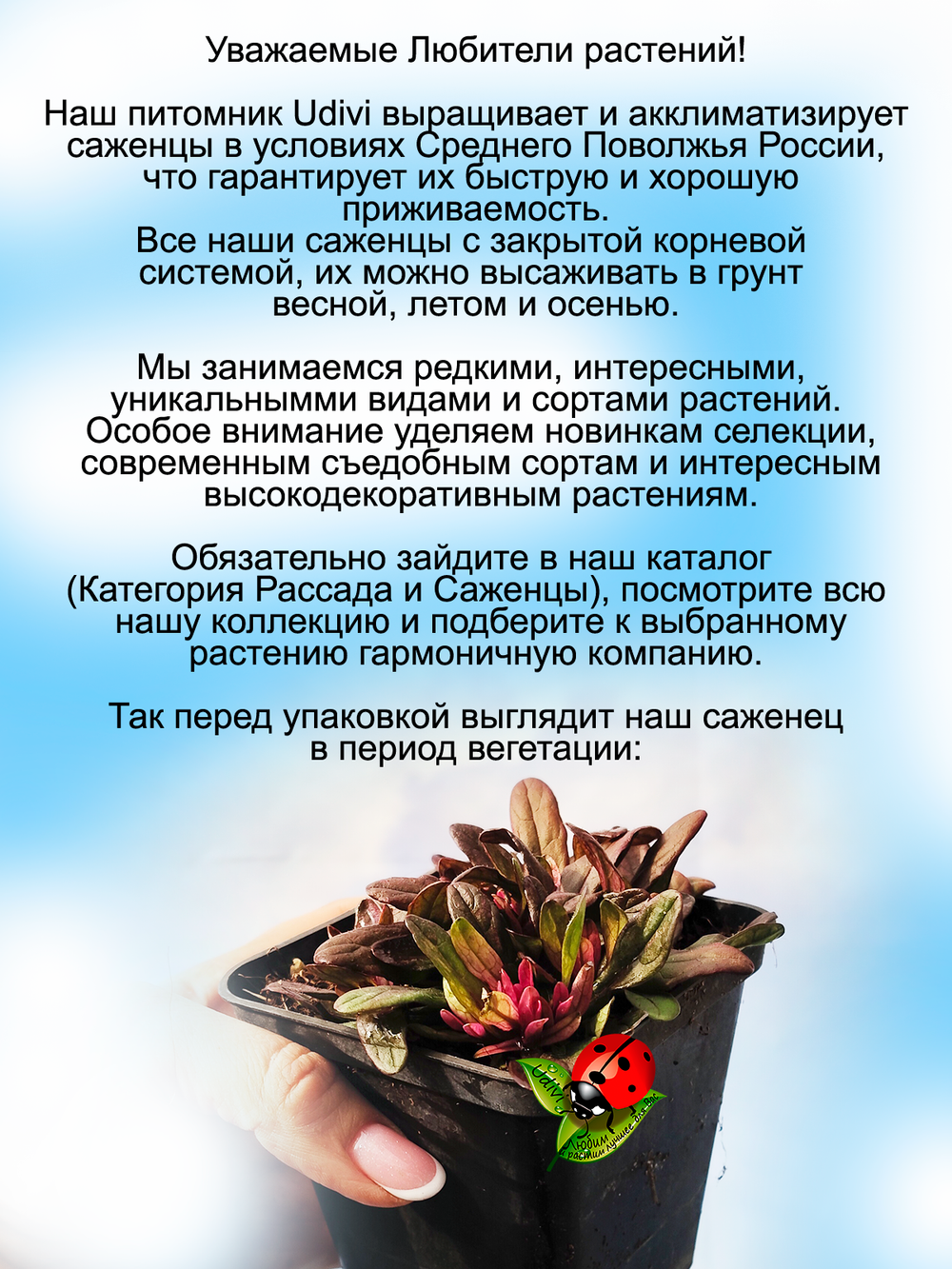 Живучка Дикси Чип ползучая с цветными листьями аюга