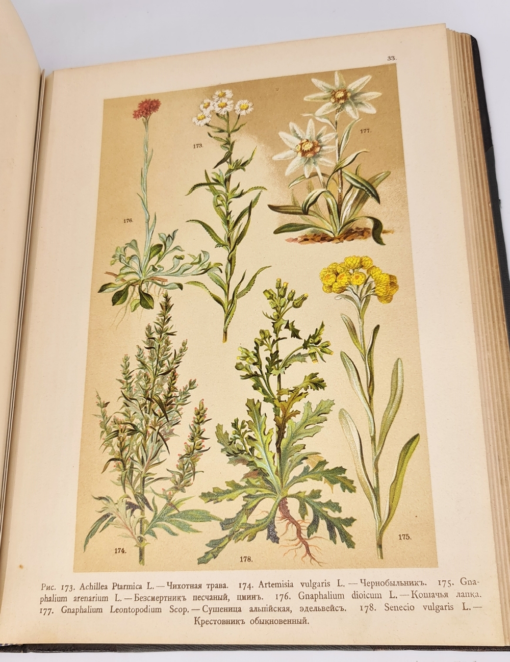 "Ботанический атлас по системе де-Кандоля". К.Гофман. 1899 г. - редкая книга