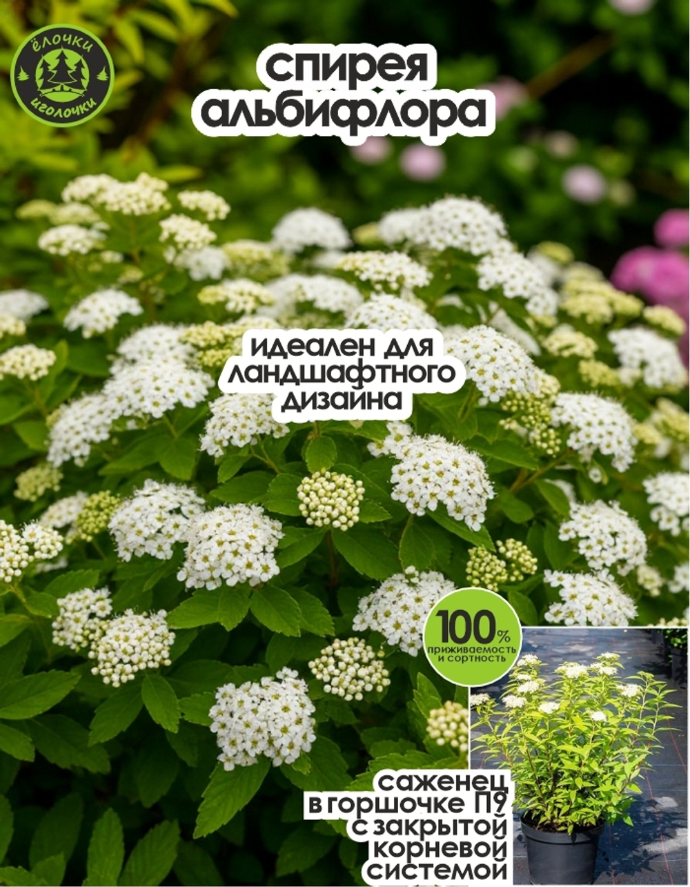 Саженец, Спирея, Альбифлора