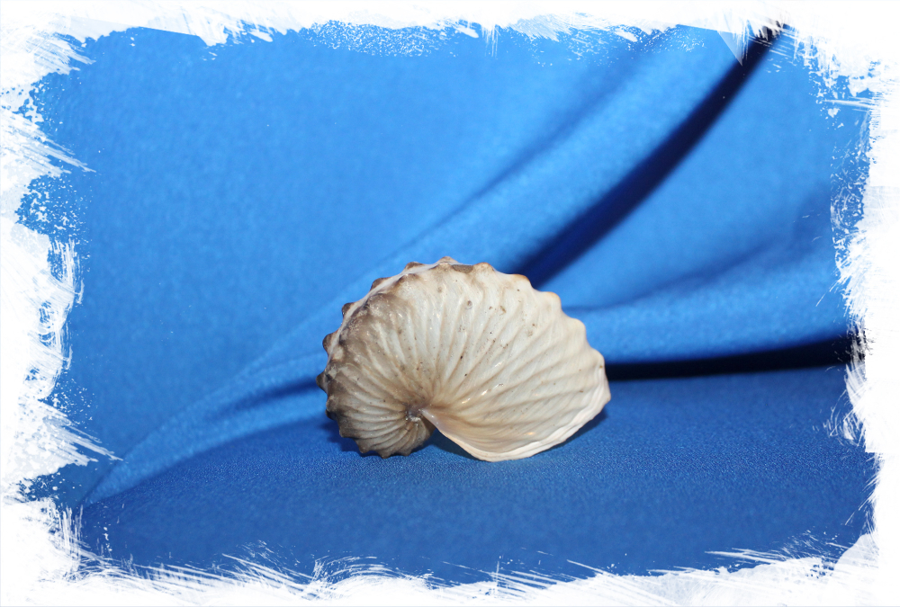 Ракушка аргонавт Хиенс, Argonauta hians