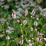 Кровохлебка лекарственная "Pink Tanna". Sanguisorba officinalis "Pink Tanna".