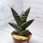 Aloe Variegata (Алоэ)