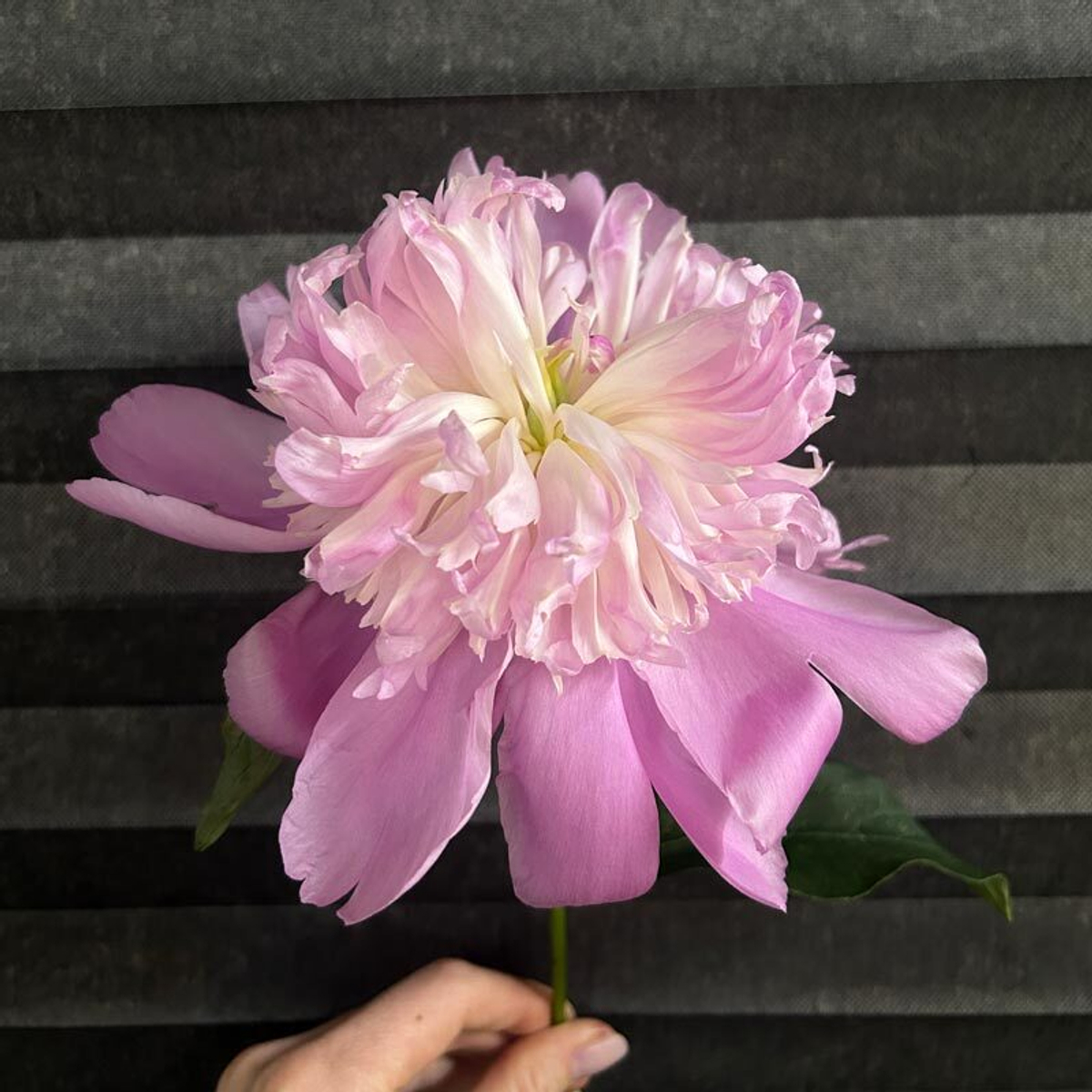 🌸♛ Месье Жюль Эли (Monsieur Jules Elie) — букет ароматных пионов — 8 марта у Феи