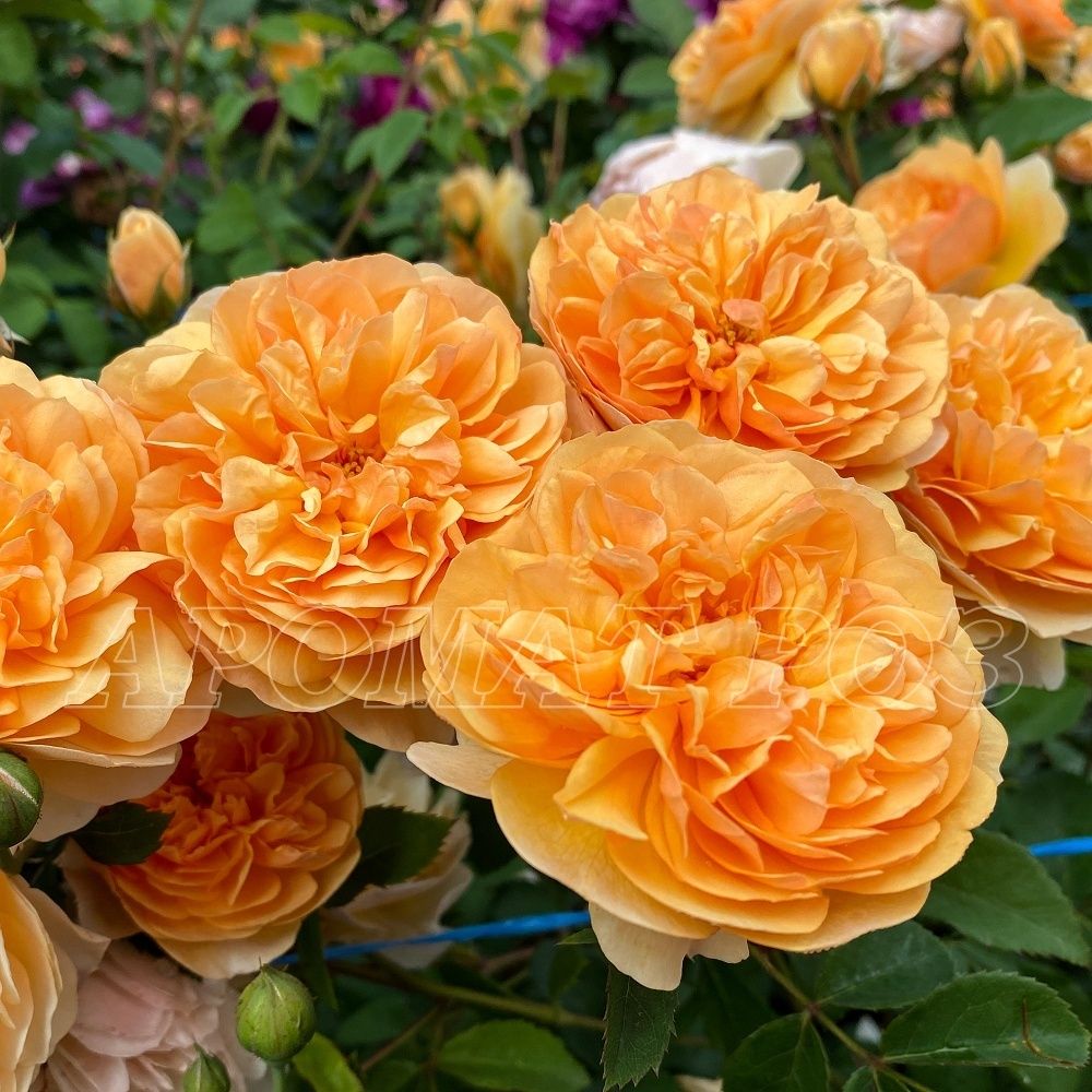 Порт Санлайт (Port Sunlight)