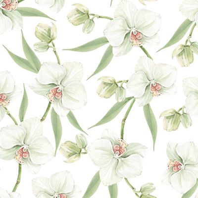 белые орхидеи с зелеными листьями