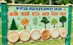 Уличный модуль Музей леса родного края и Ядовитые растения и ягоды