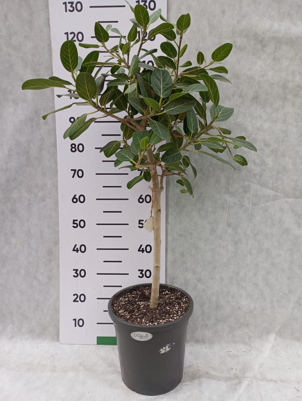 Фикус Андрей (коса)