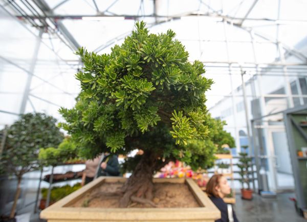 Ногоплодник (Подокарпус): элегантное вечнозелёное украшение вашего дома