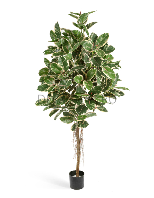 Фикус Эластика пестрый 210 см 2/2 10.33407NW