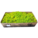 Мох ягель "Decoration" весенний