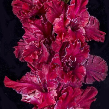 Гладиолус крупноцветковый Утро в Сосновом Лесу