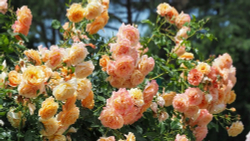 Роза Пич Мельба С7 Закупка М57 июнь 2026