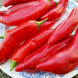 Ягодный Перец Баккатум КАП 455 - Baccatum Pepper CAP 455