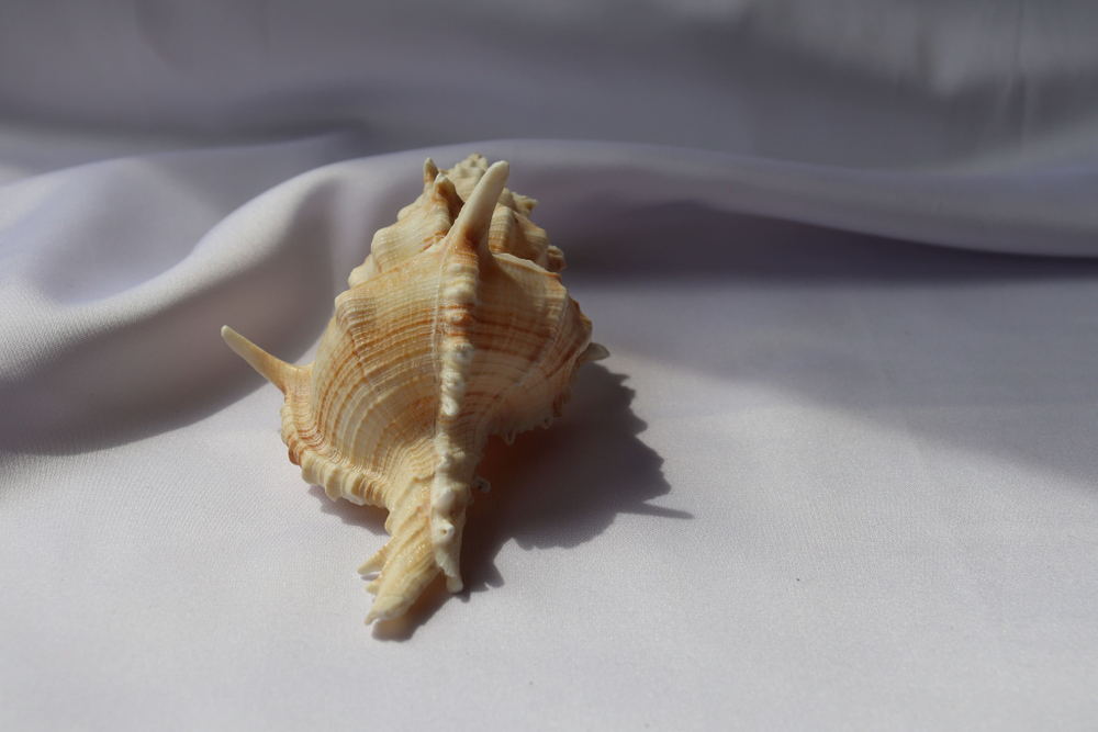 Мурекс плисифероидес (Murex pliciferoides)