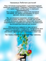 Ива Матсудана извилистая