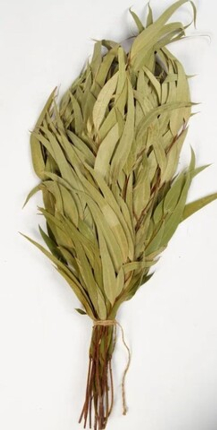 Веник эвкалиптовый