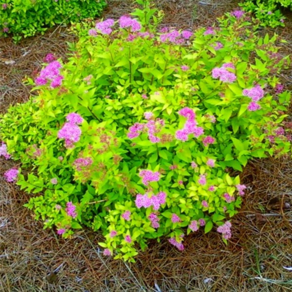 Спирея японская Голдмаунд С5 40-60