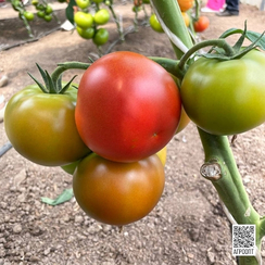 Аламина F1 семена томата индетерминантного (Rijk Zwaan / Райк Цваан)