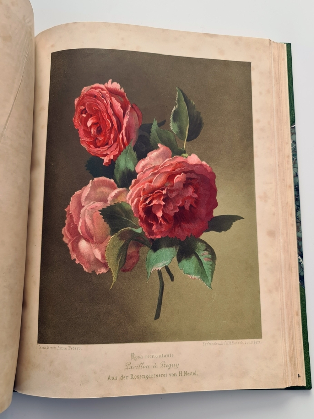 "Nestel`s Rosengarten. [  Сад роз Нестела]". E. Schweizerbartsche Verlagshandlung. 1869г.