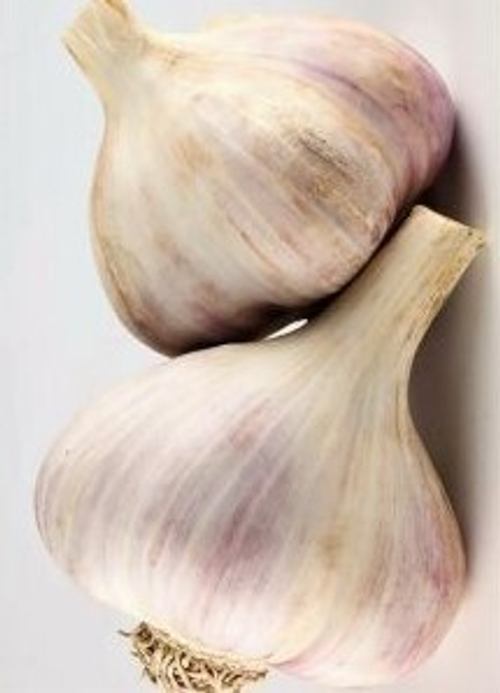 Чеснок озимый Гигант