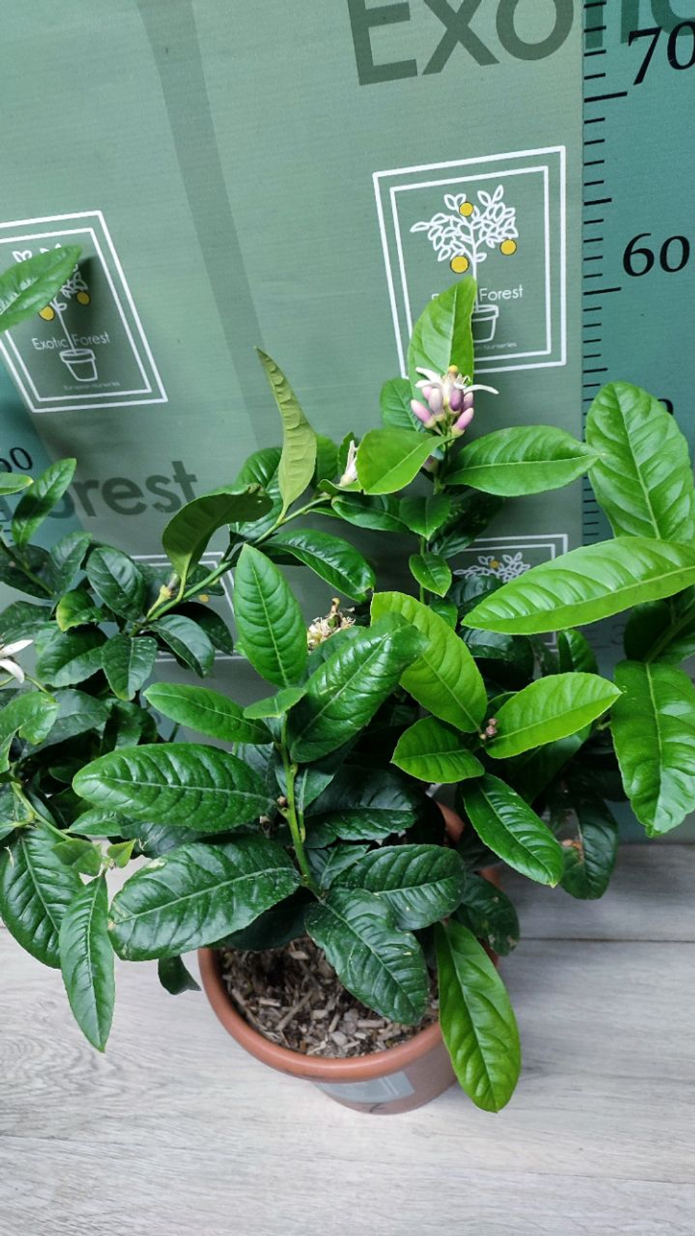 C. medica “Mak Nao San”