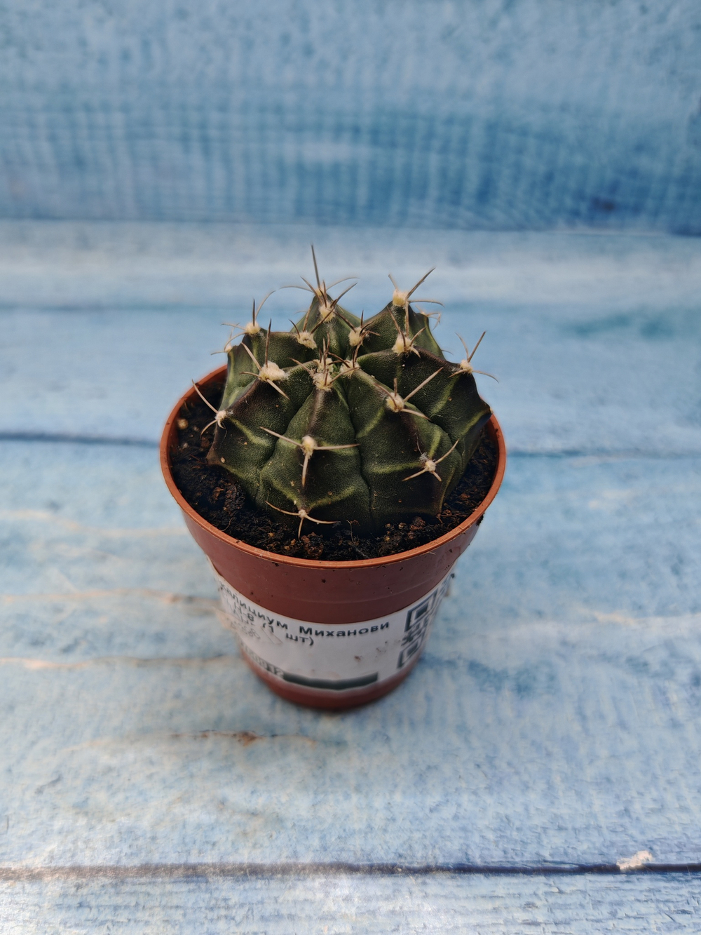 Gymnocalycium Friedrichii (Гимнокалициум)