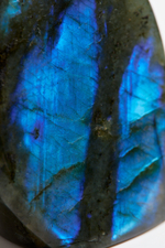 Срез Лабрадора S