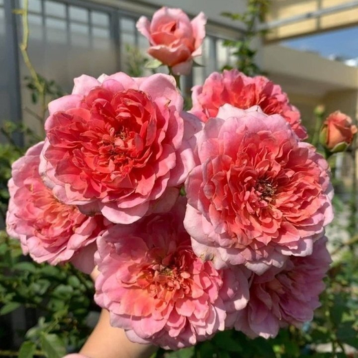 Роза Роб а ла франсуаз Закупка М16 июнь 2026