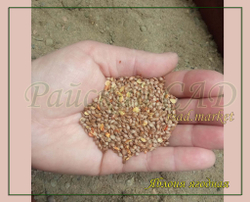 Семена Яблони для подвоя 1 кг