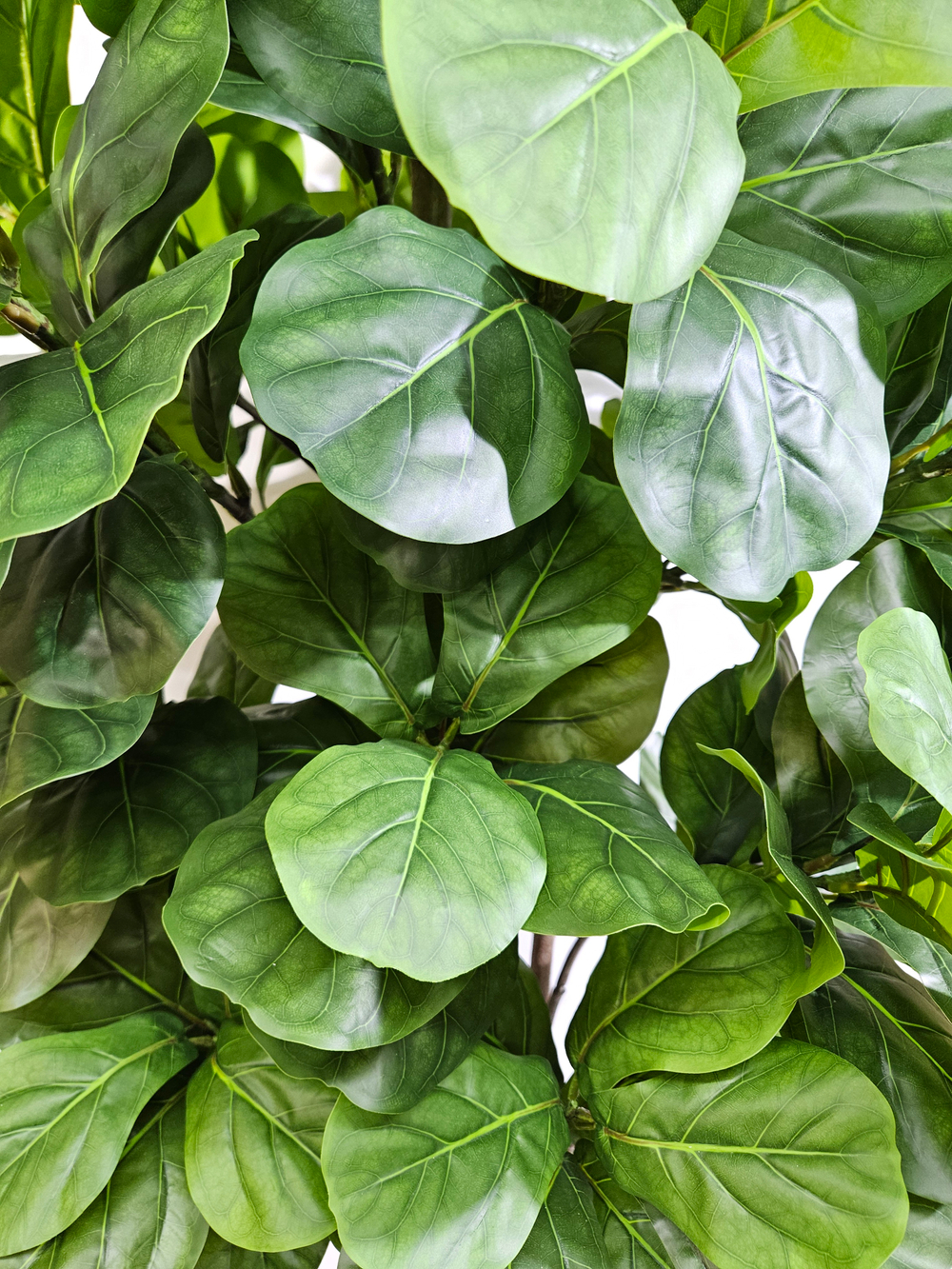 Фикус Лирата Робуста 160см в кашпо