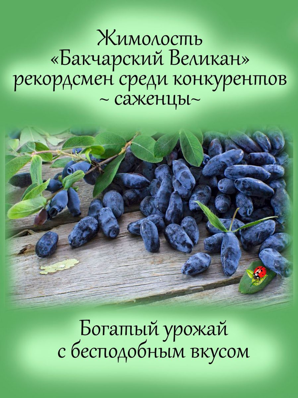 Жимолость Бакчарский Великан съедобная высокая