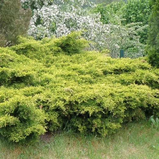 Можжевельник Кинг оф Спринг Р9 10-15 см*10-15 см Закупка М62 апрель-май 2026