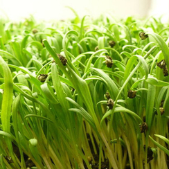 Семена для проращивания шпината Гудвин (Гавриш)