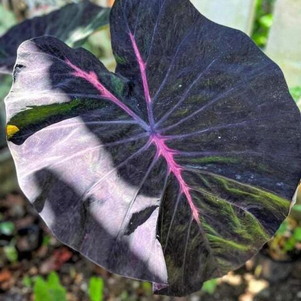 Колоказия FIRST LOVE