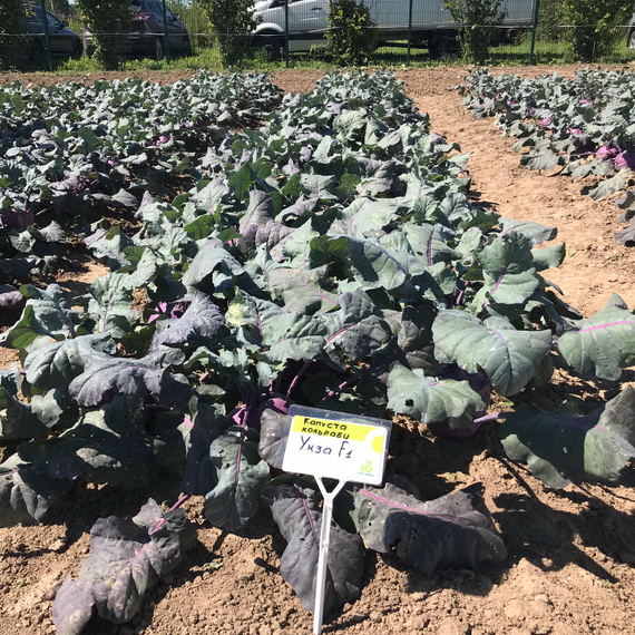 Укза F1 семена капусты кольраби (Rijk Zwaan / Райк Цваан) в поле – фото 5