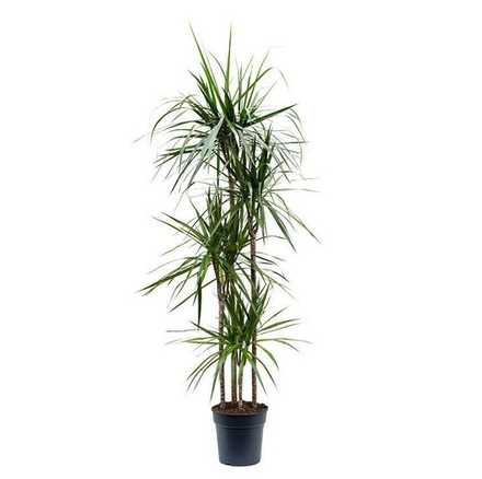 Драцена Маргината