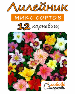 Лилейник Корневище, микс сорта, 12 шт