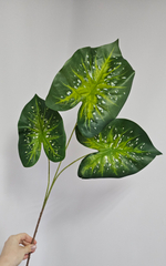 Каладиум / Арт 6339