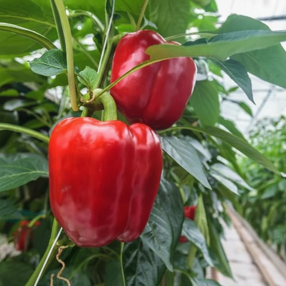 КЛАУДИО F1 семена перца сладкого (Nunhems | Alexagro) – фото 6