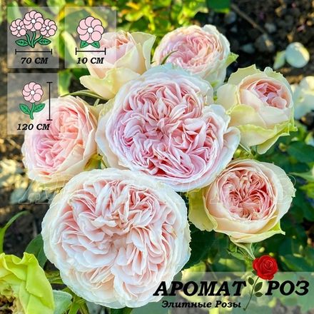 Сенлитсу (Senlitsu)