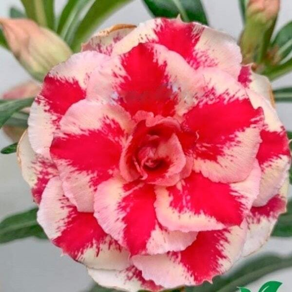 Адениум обесум 332 Paula 2